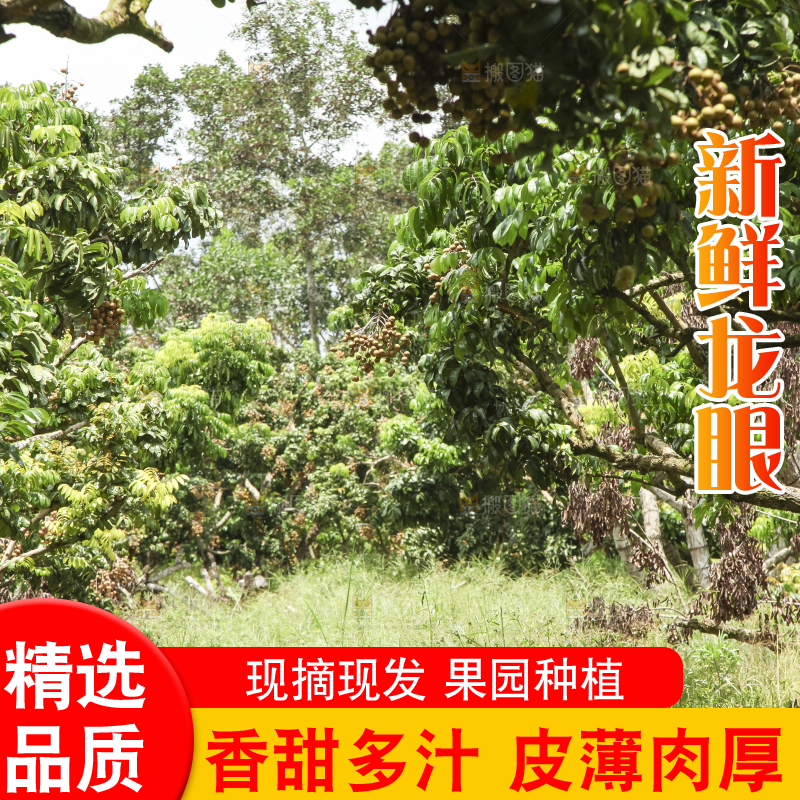 树上的新鲜龙眼