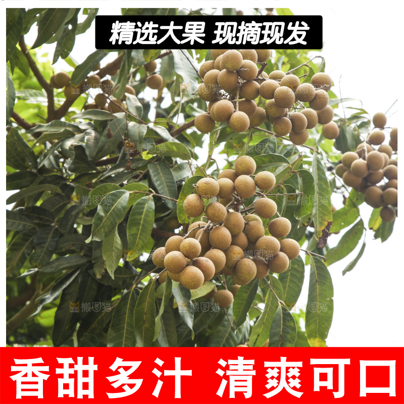 树上的新鲜龙眼