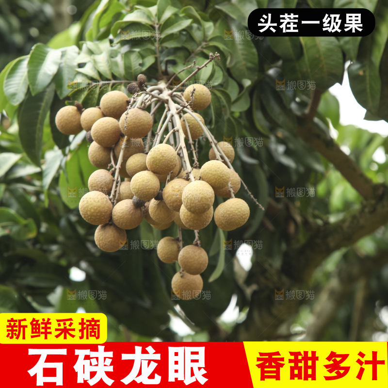 树上的新鲜龙眼