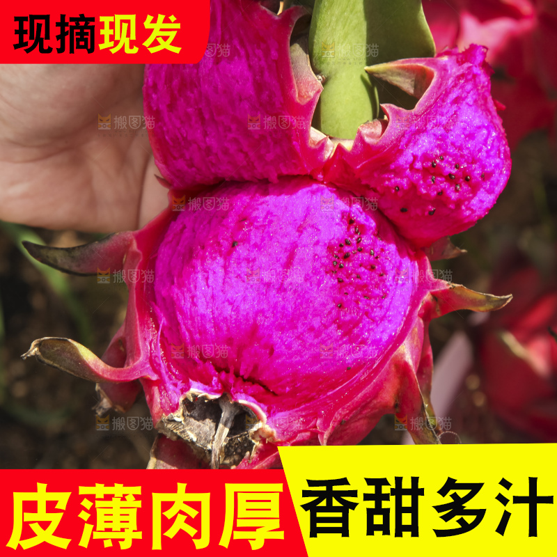 火龙果产地