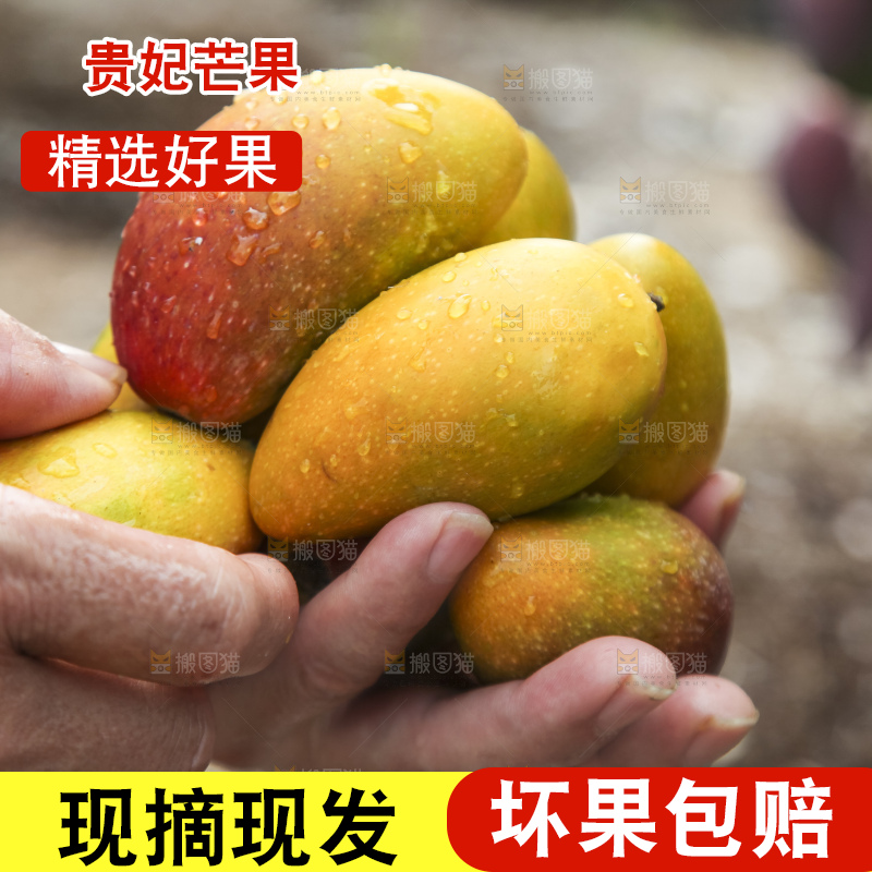 树上的新鲜芒果