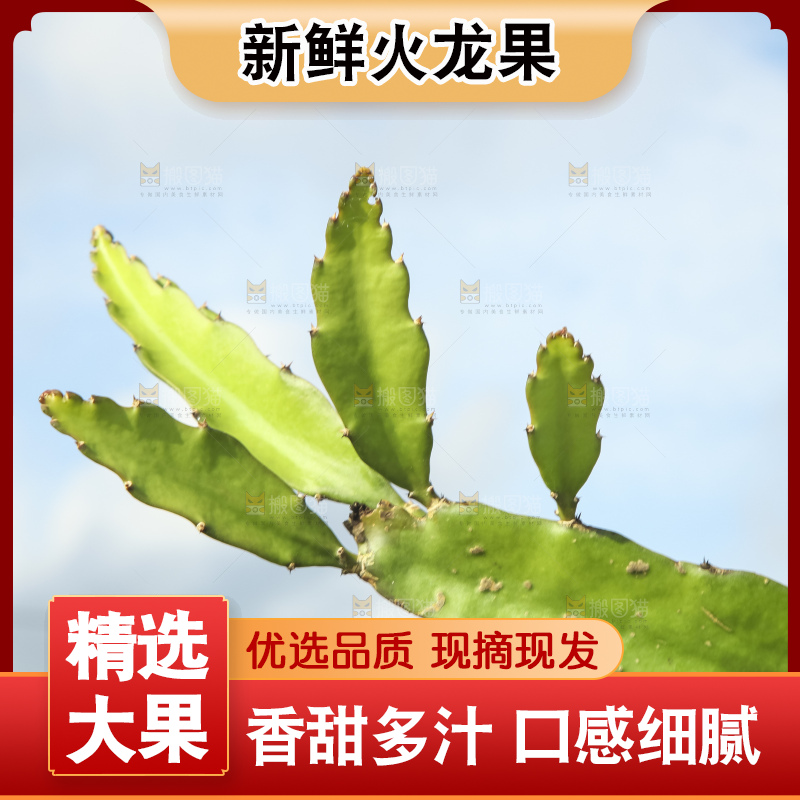 火龙果产地