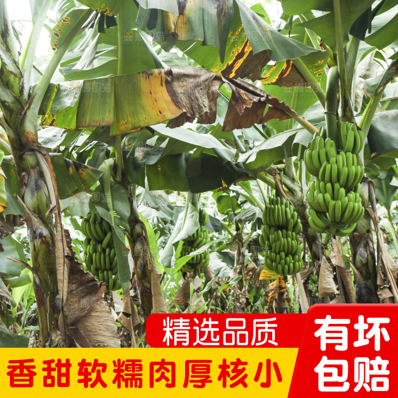树上的新鲜香蕉