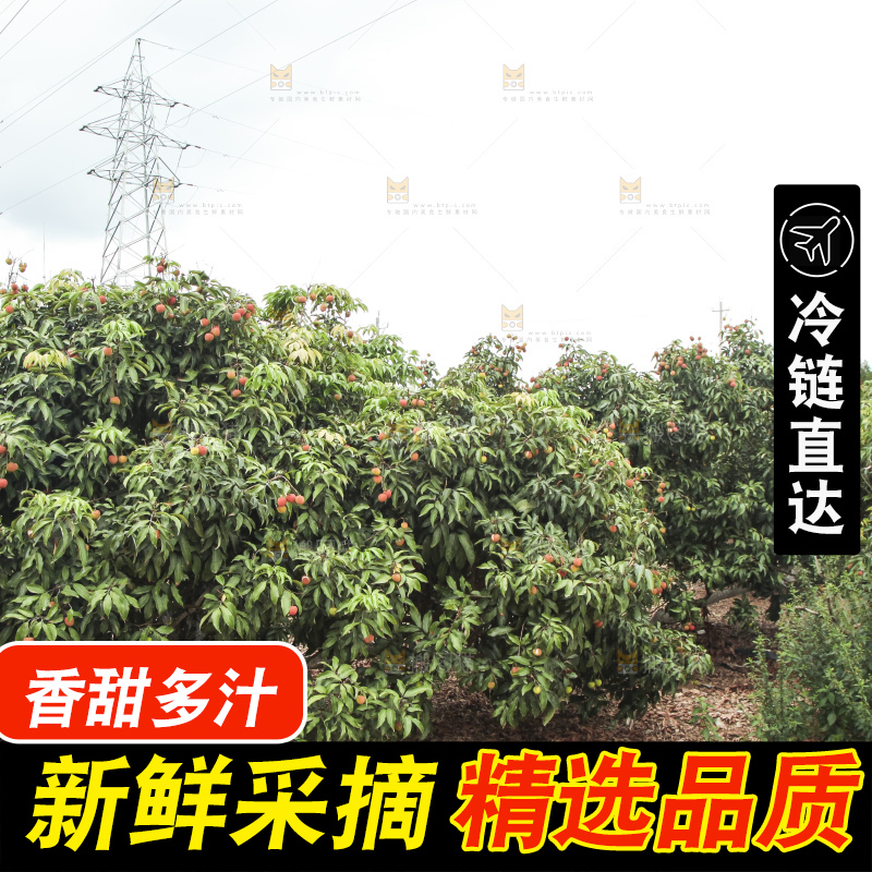 树上的荔枝
