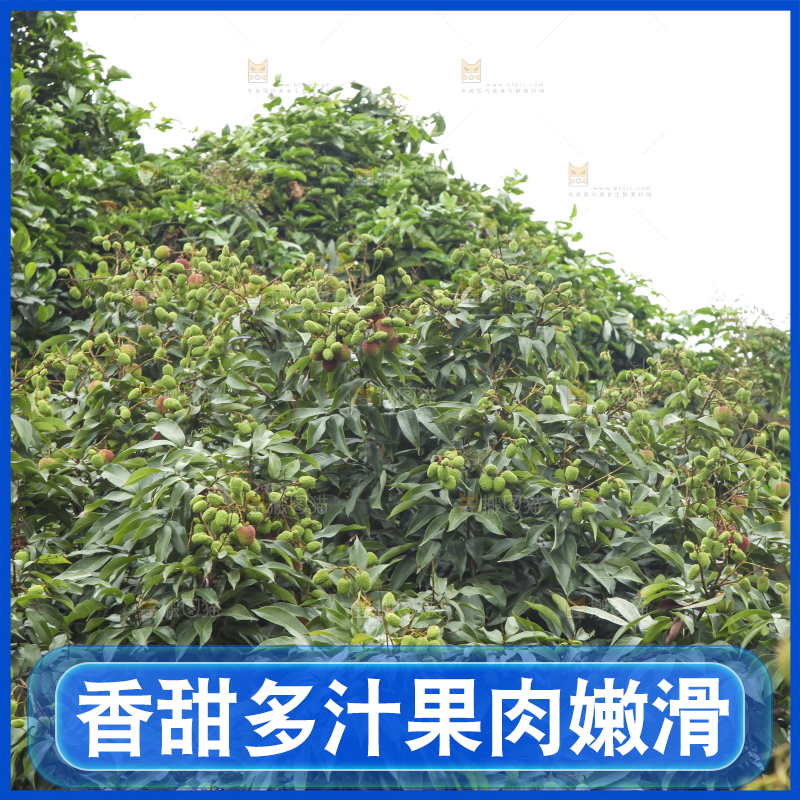 树上的荔枝