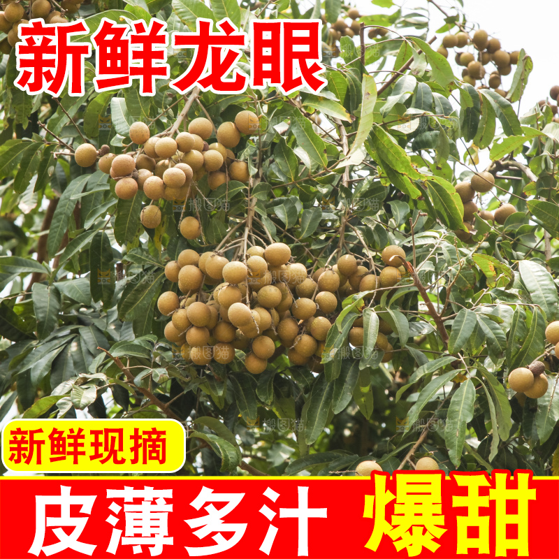 树上的新鲜龙眼