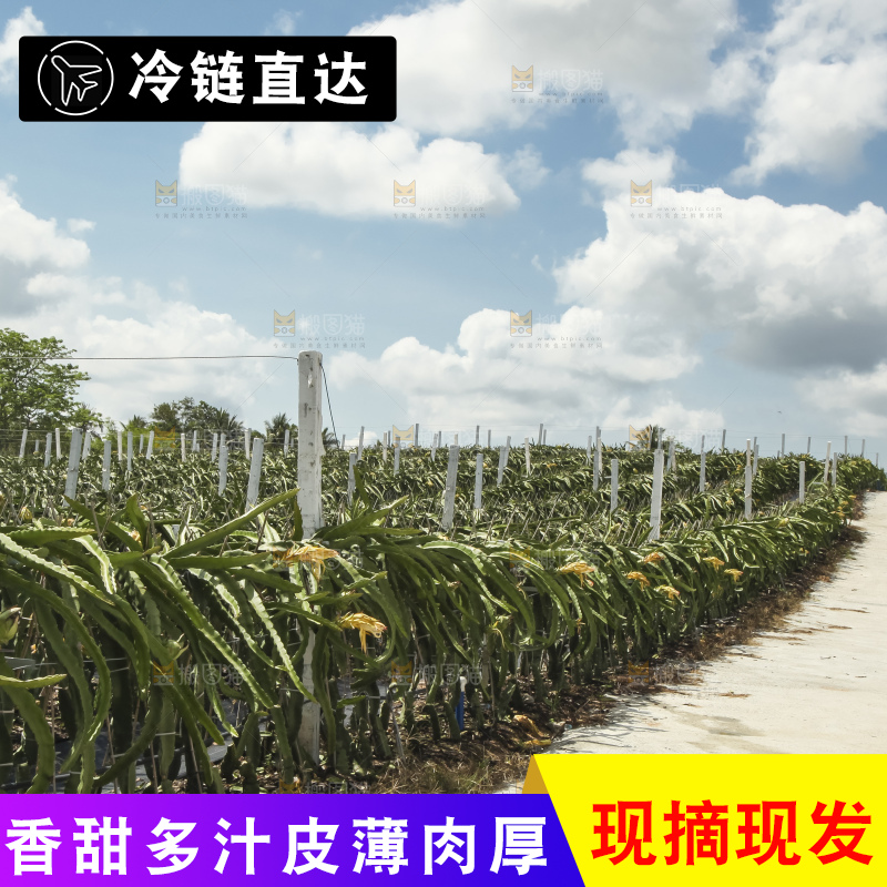 火龙果产地