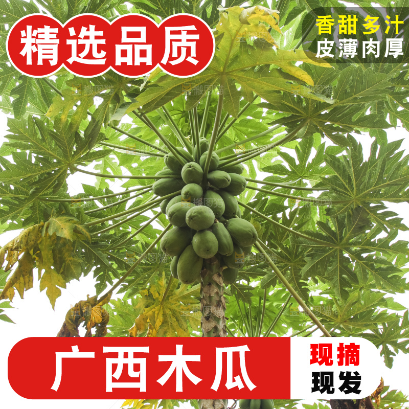 树上的木瓜