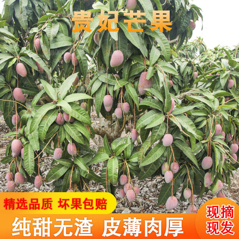 树上的新鲜芒果