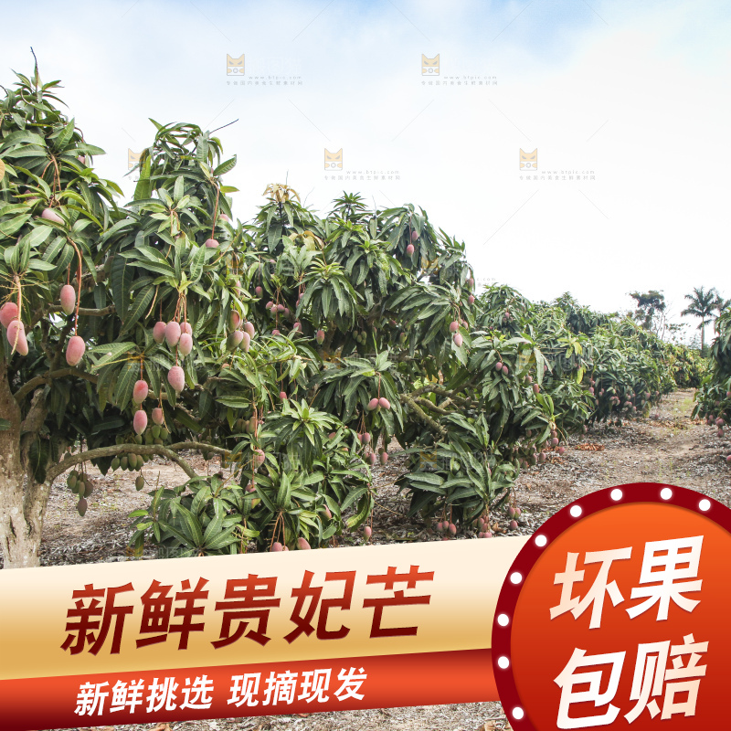 树上的新鲜芒果