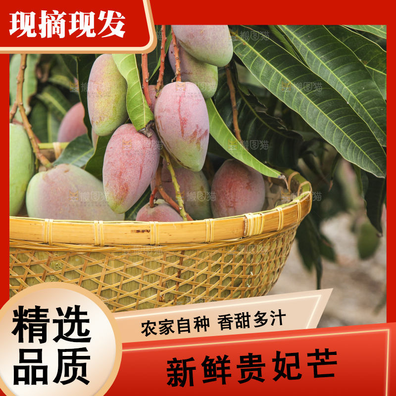树上的新鲜芒果