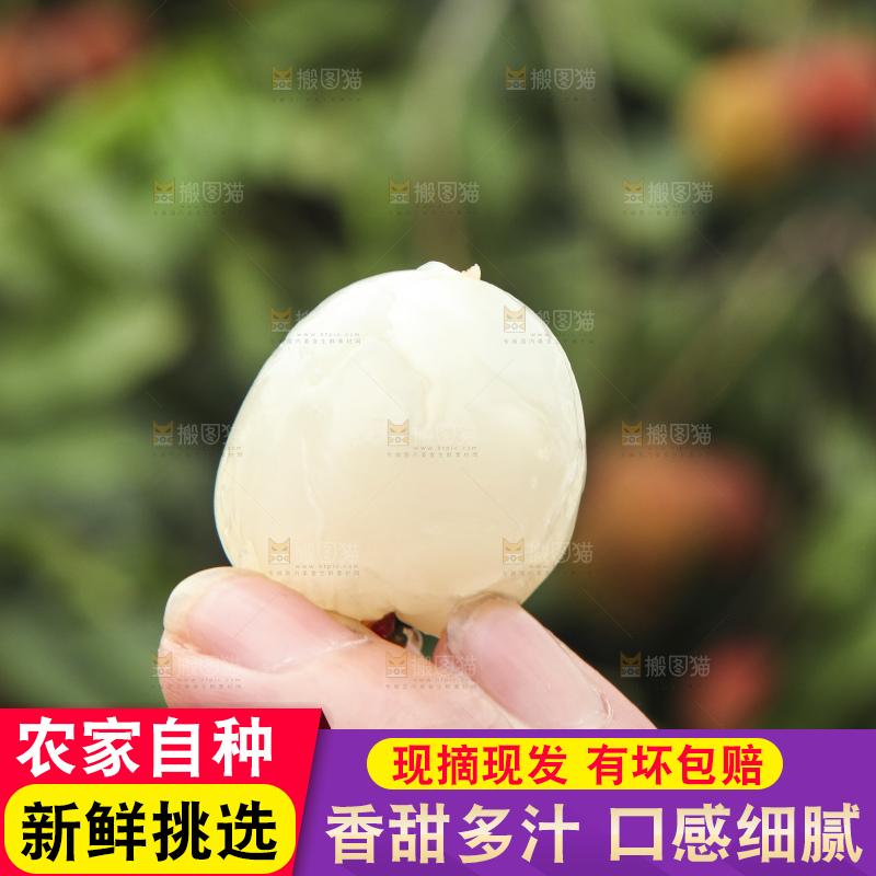 树上的荔枝