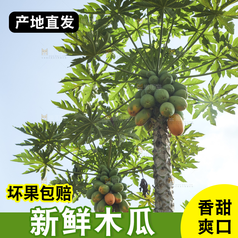 树上的木瓜