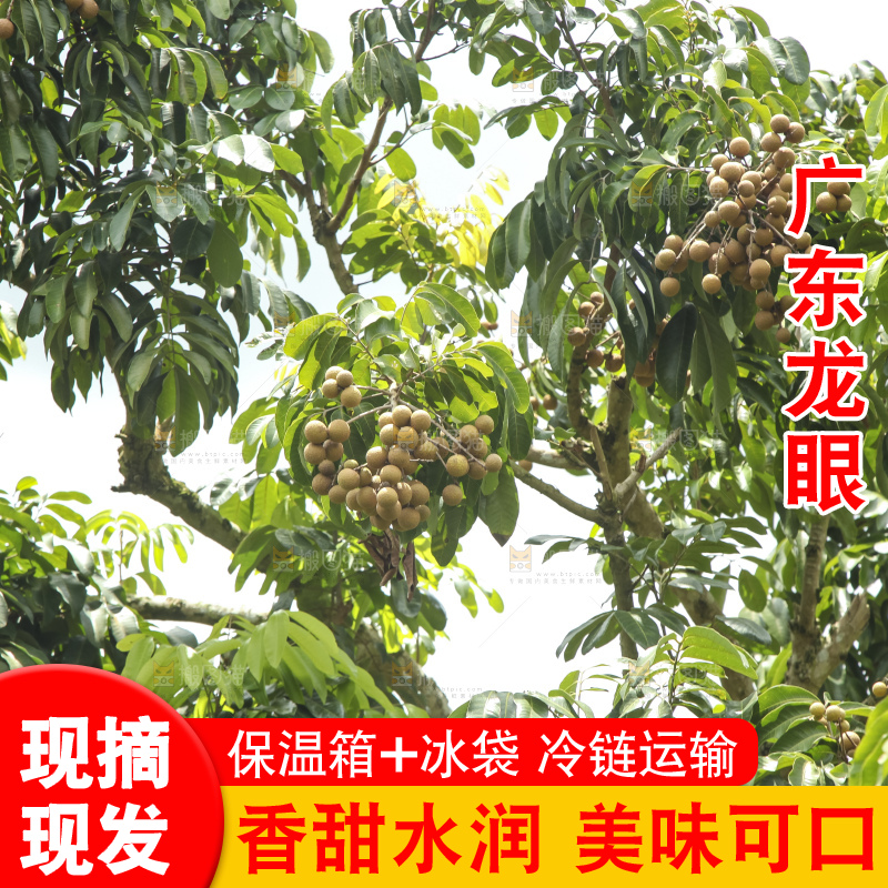 树上的新鲜龙眼