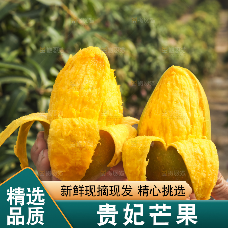 树上的新鲜芒果