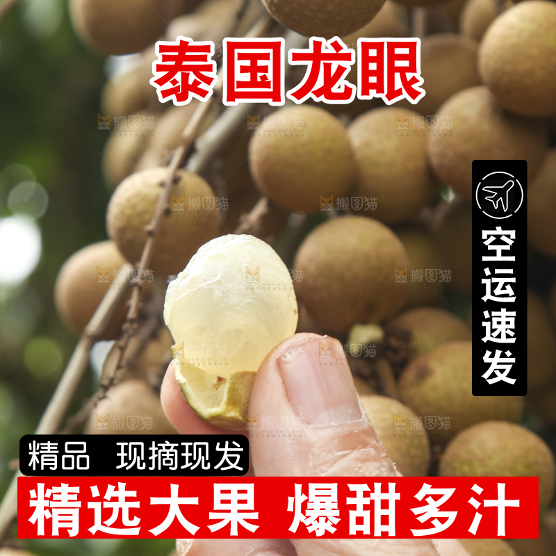 树上的新鲜龙眼
