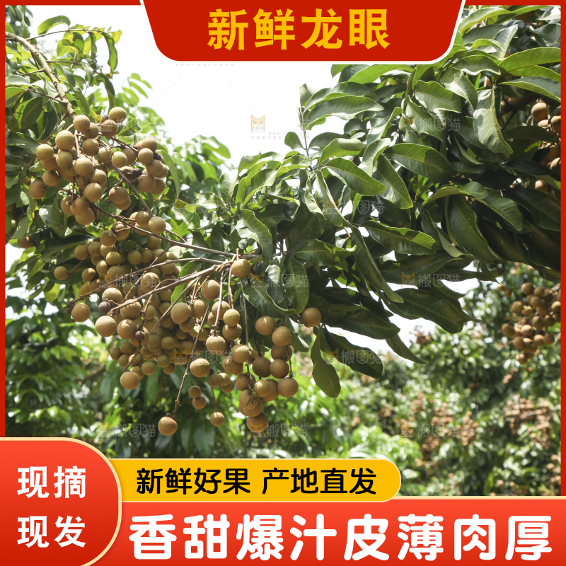 树上的新鲜龙眼