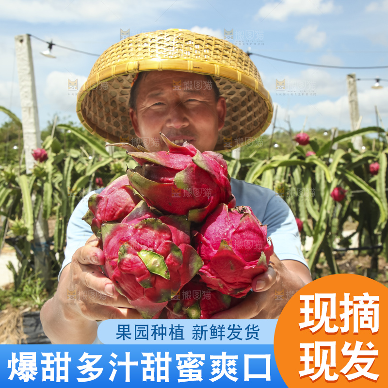 火龙果产地