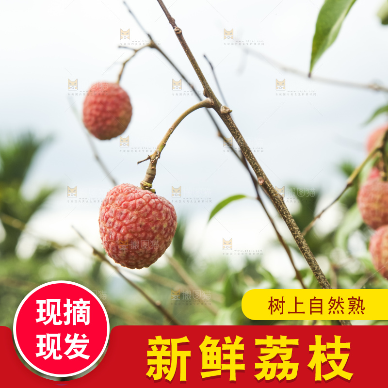 树上的荔枝