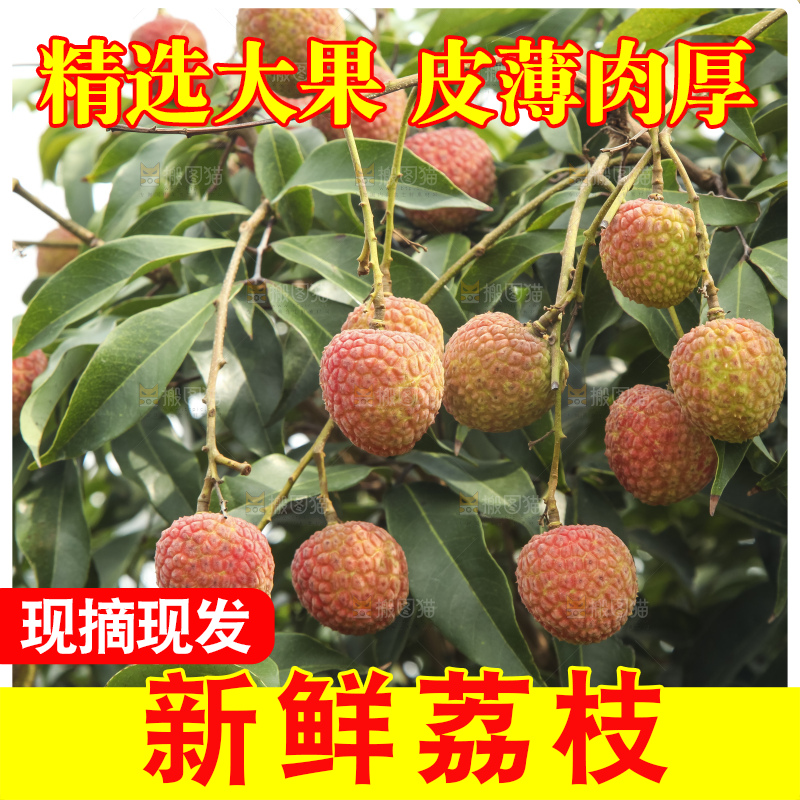 树上的荔枝