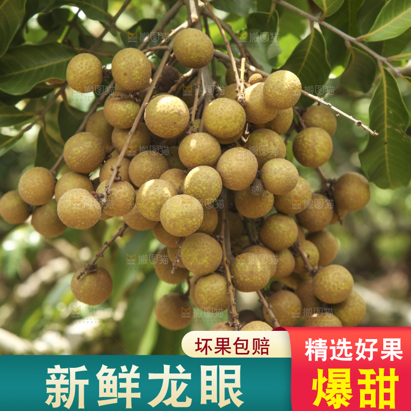 树上的新鲜龙眼