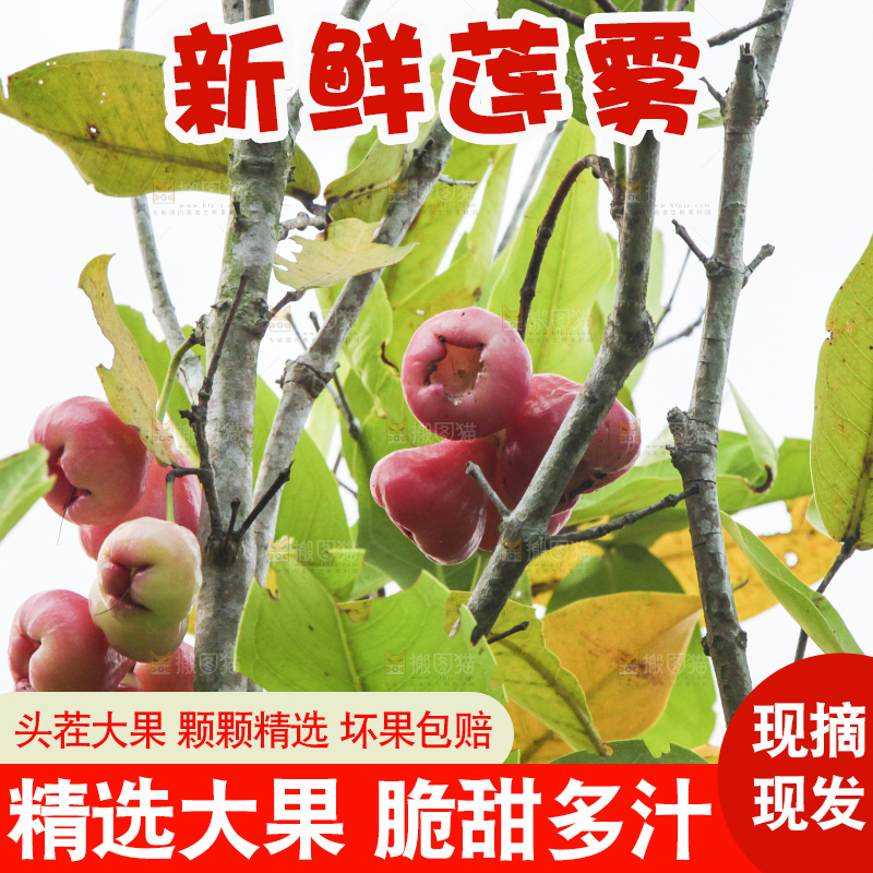 树上的新鲜莲雾