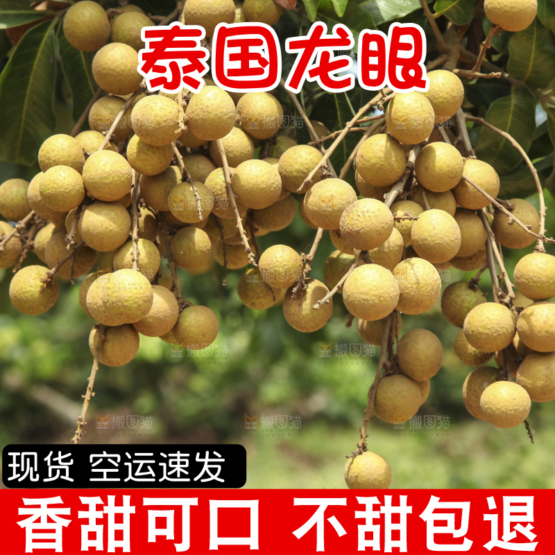 树上的新鲜龙眼
