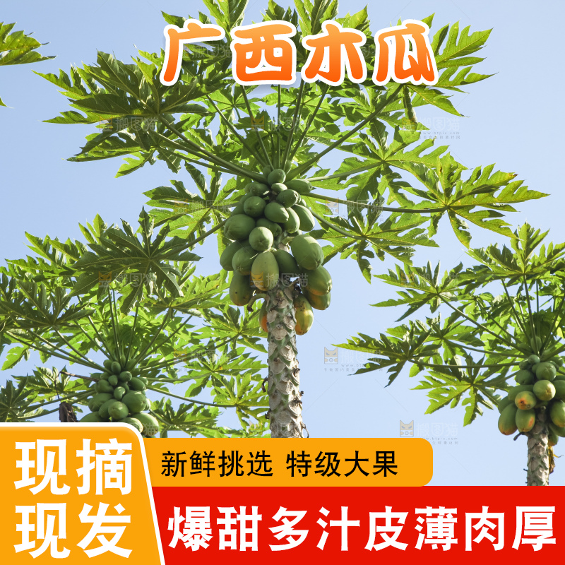 树上的木瓜