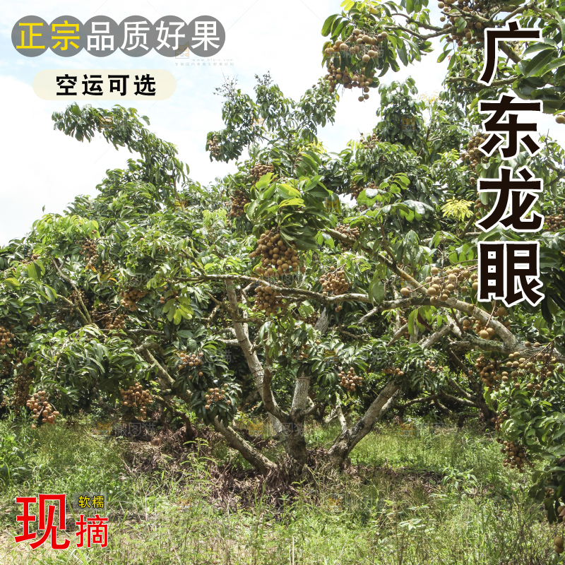树上的新鲜龙眼