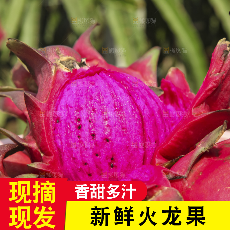 火龙果产地