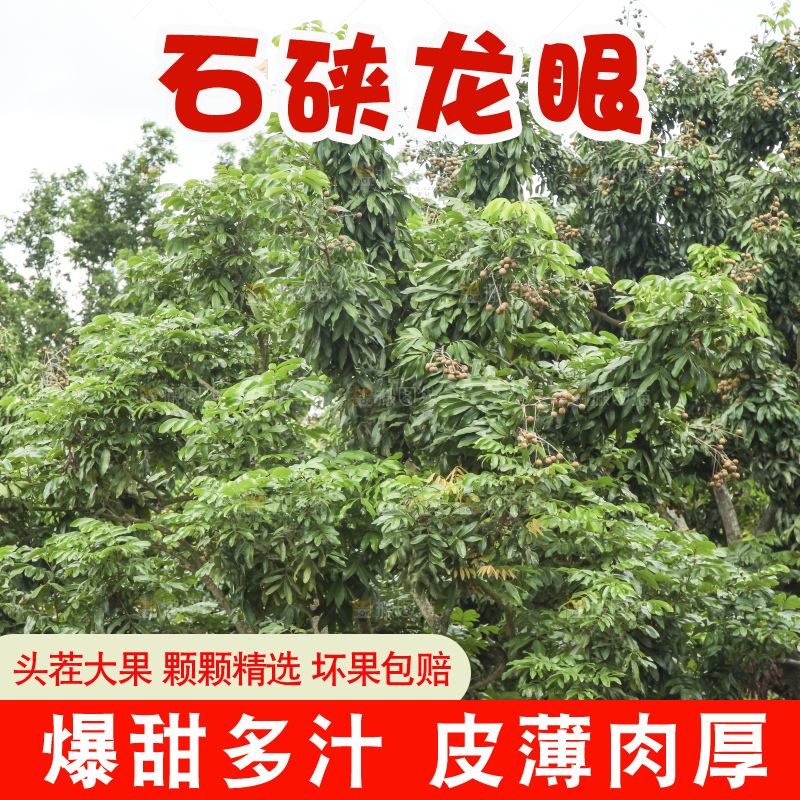 树上的新鲜龙眼