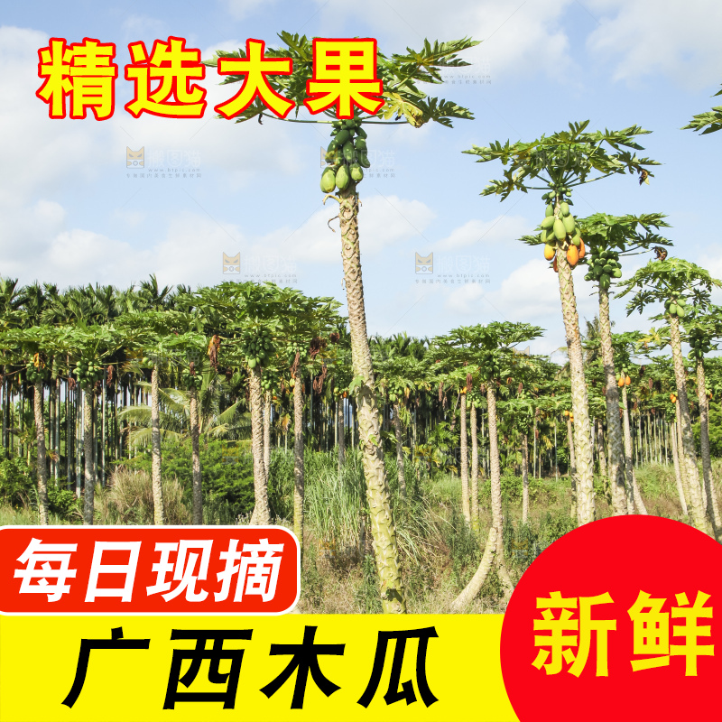树上的木瓜