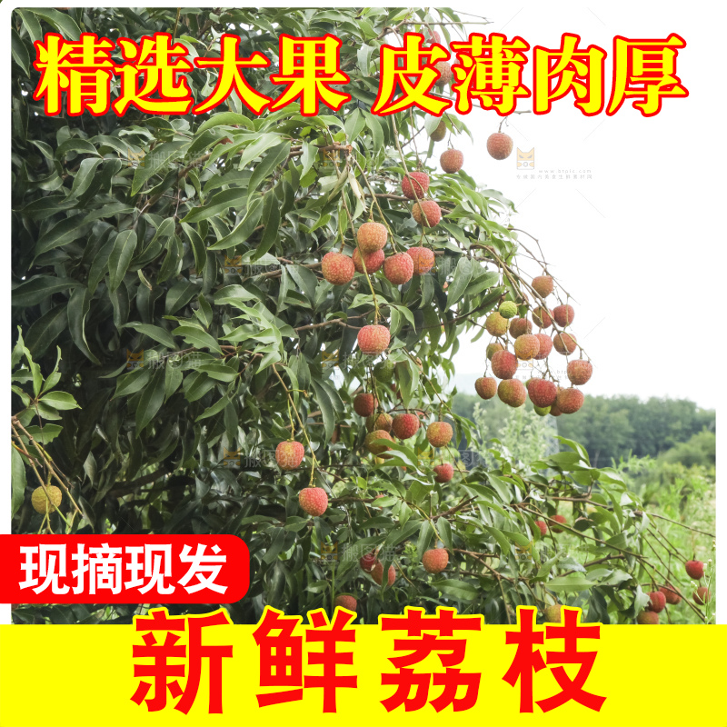 树上的荔枝