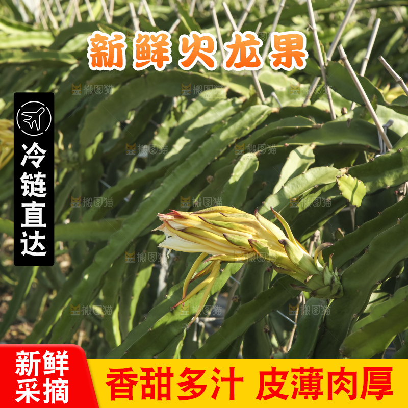 火龙果产地