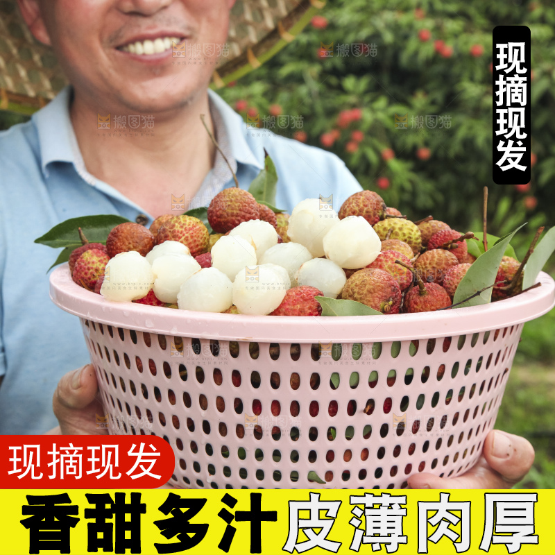 树上的荔枝