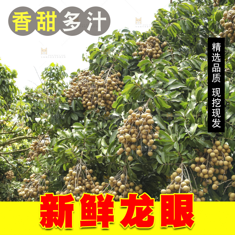 树上的新鲜龙眼