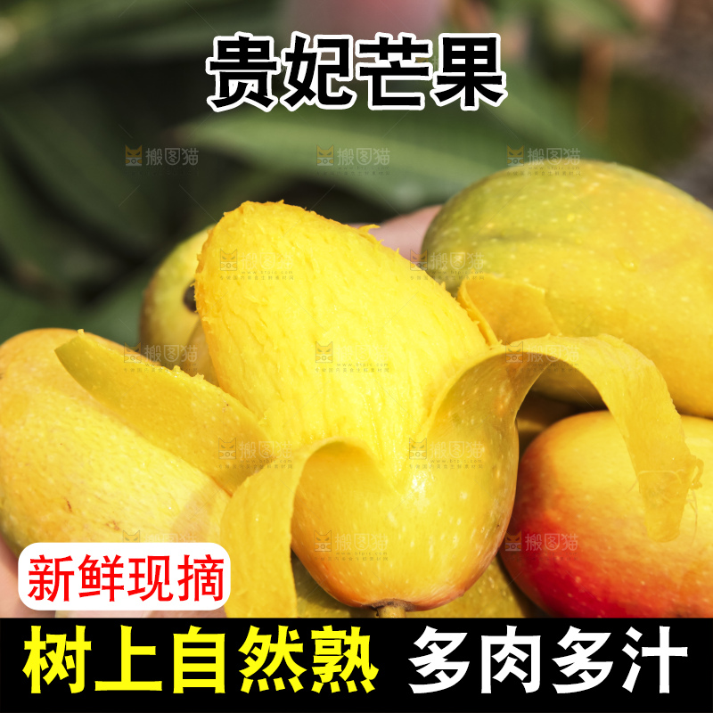 树上的新鲜芒果