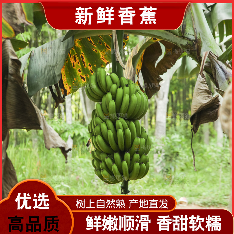 树上的新鲜香蕉