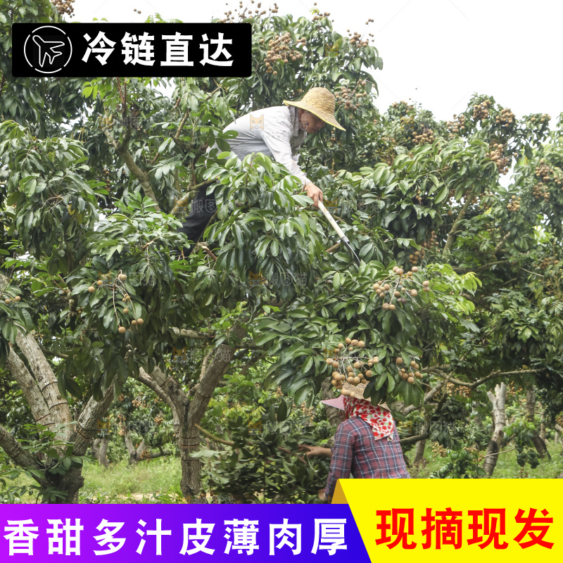 树上的新鲜龙眼