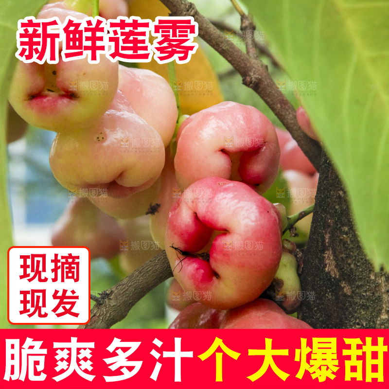 树上的新鲜莲雾