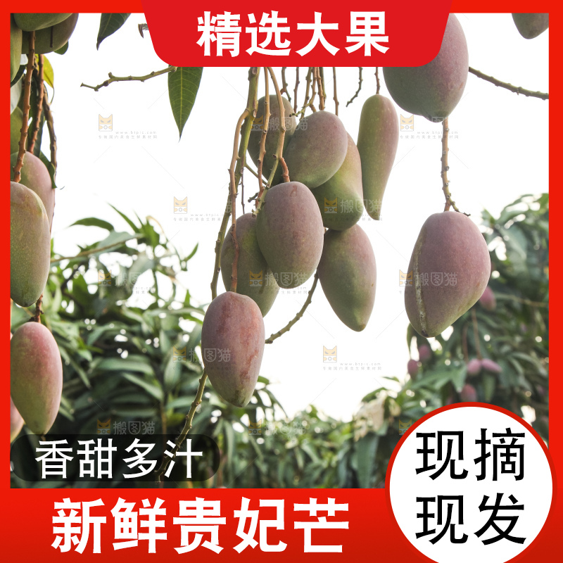 树上的新鲜芒果