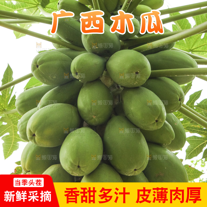 树上的木瓜