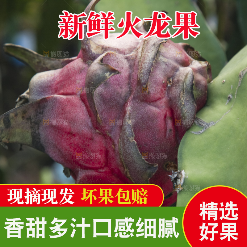 火龙果产地