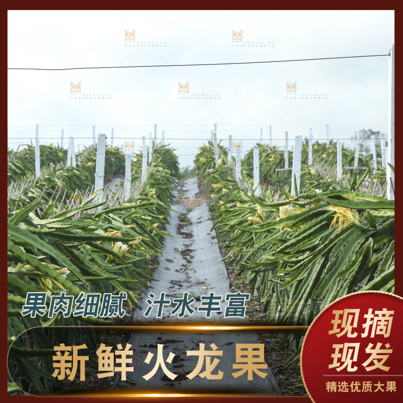 火龙果产地