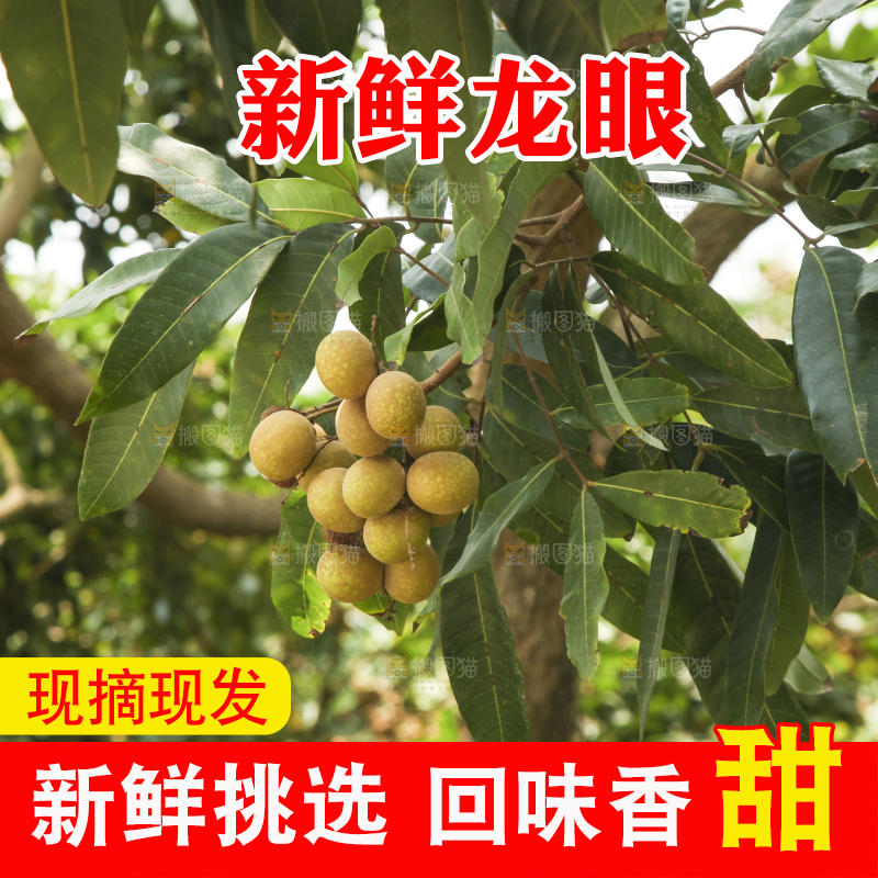 树上的新鲜龙眼