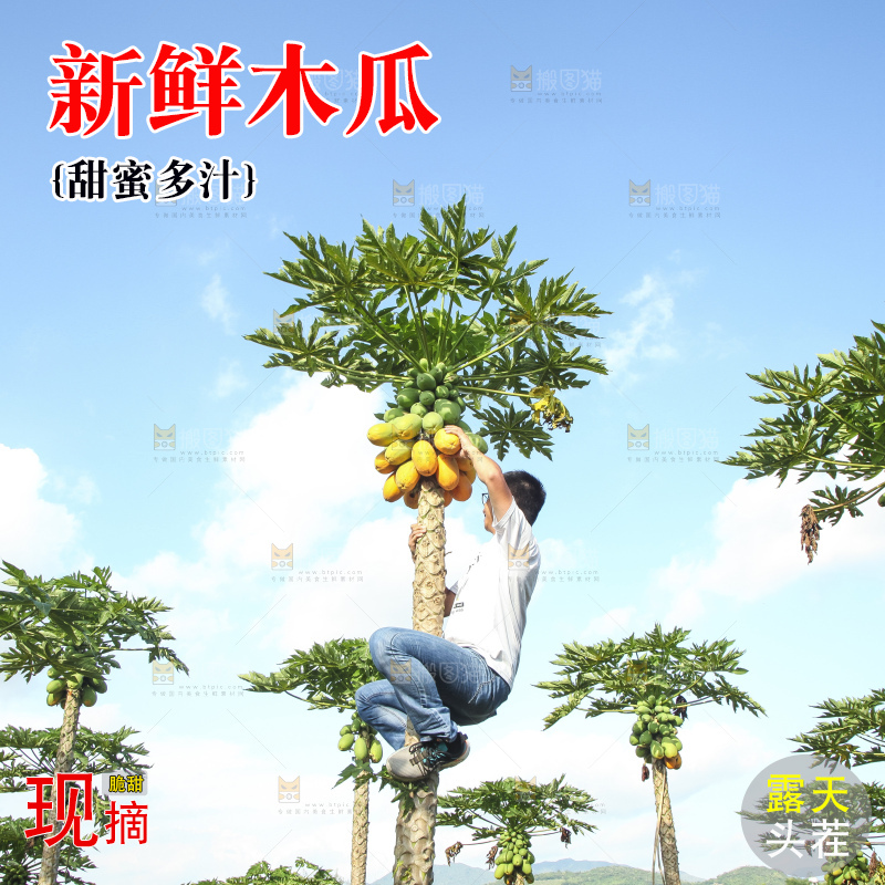 树上的木瓜