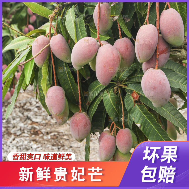树上的新鲜芒果