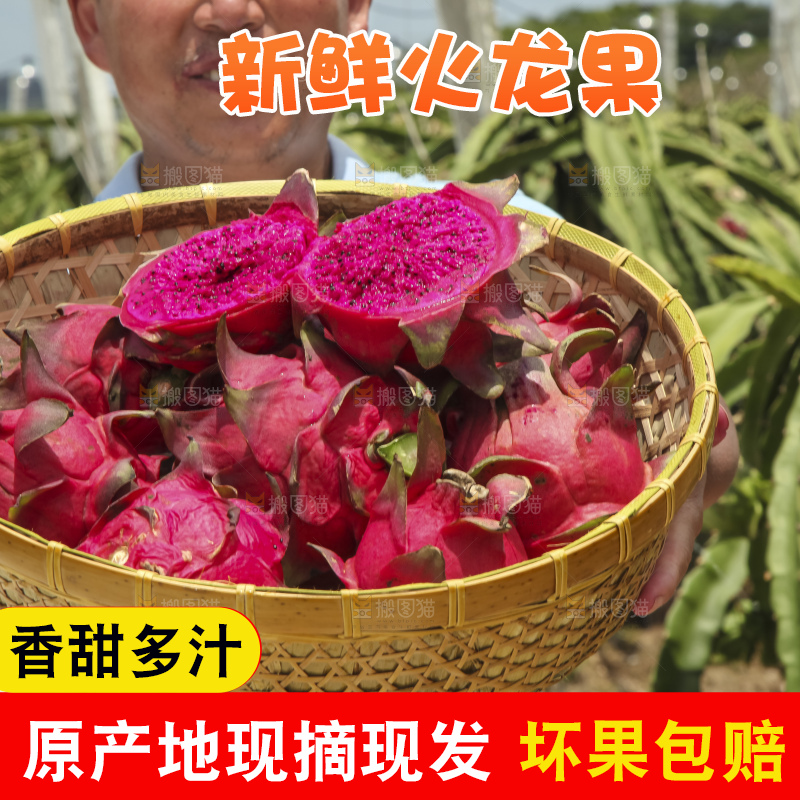 火龙果产地