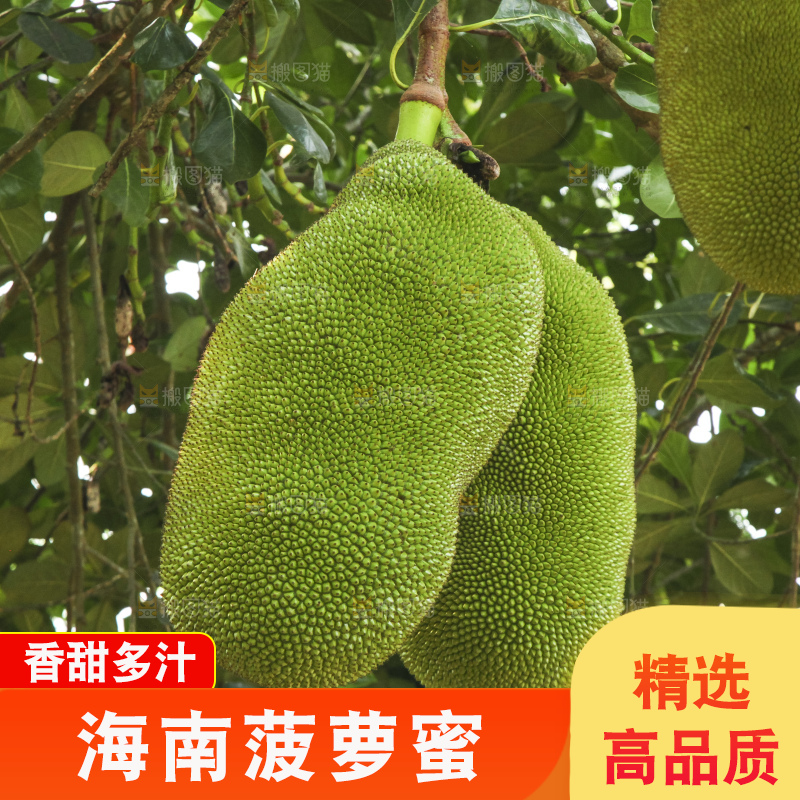 树上的新鲜菠萝蜜