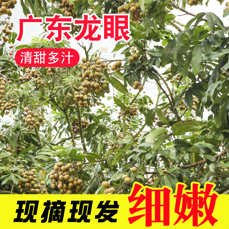 树上的新鲜龙眼